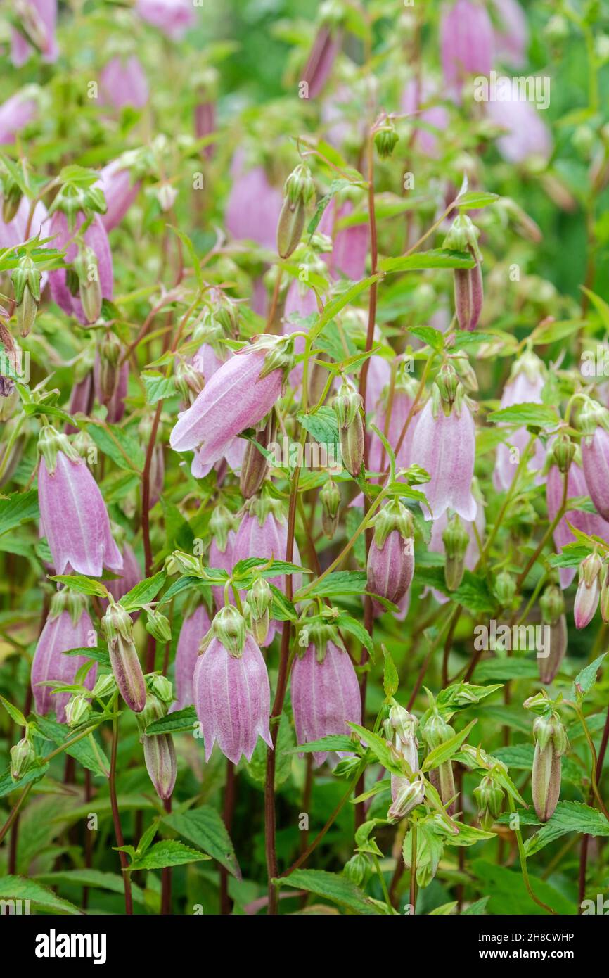 Campanula punctata f. rubriflora - Bellflower variety, Campanula punctata `Rubra`. Stock Photo